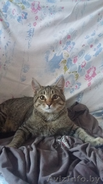 ВАСЕНЬКА КОТЕНОК крепенький и здоровенький в добрые руки!!! - Изображение #1, Объявление #1581062