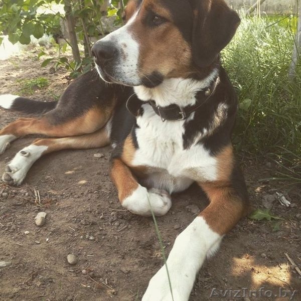 Щенки-метисы берн+овчарка В ДАР - Изображение #8, Объявление #1585439