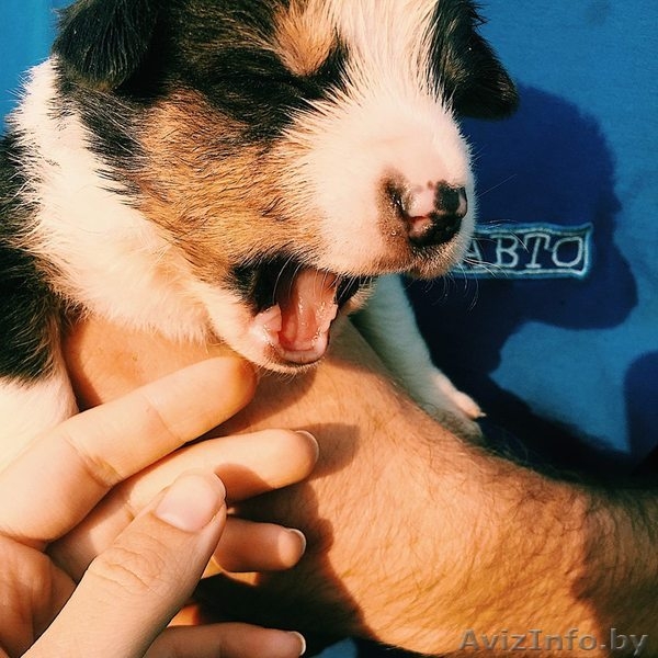 Щенки-метисы берн+овчарка В ДАР - Изображение #3, Объявление #1585439