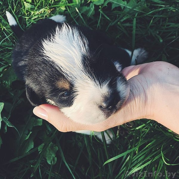 Щенки-метисы берн+овчарка В ДАР - Изображение #6, Объявление #1585439