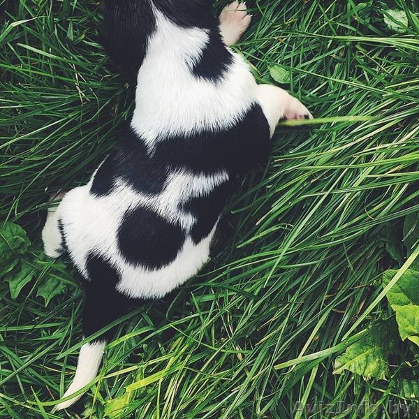 Щенки-метисы берн+овчарка В ДАР - Изображение #5, Объявление #1585439