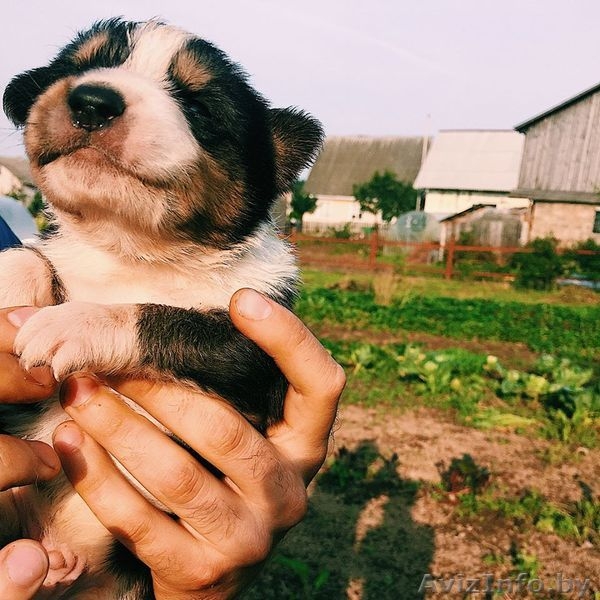 Щенки-метисы берн+овчарка В ДАР - Изображение #7, Объявление #1585439