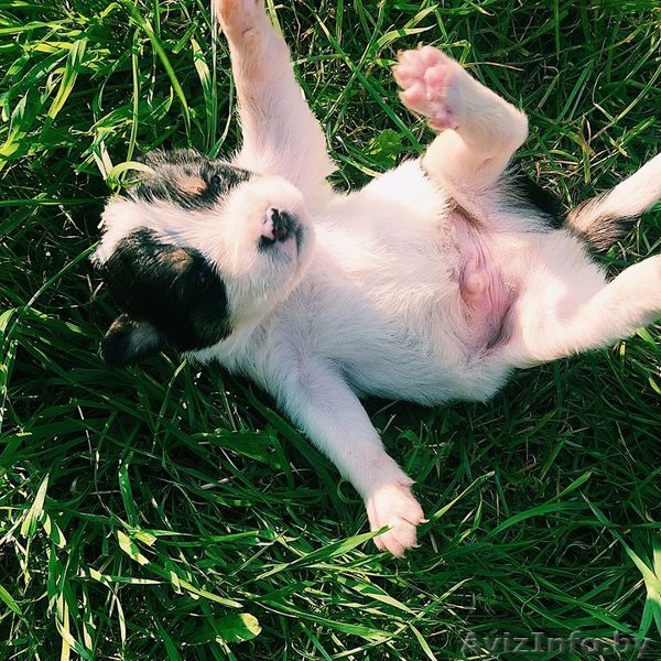 Щенки-метисы берн+овчарка В ДАР - Изображение #4, Объявление #1585439