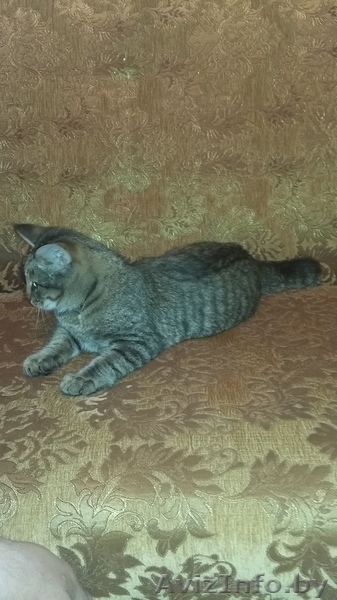 ВАСЕНЬКА КОТЕНОК крепенький и здоровенький в добрые руки!!! - Изображение #2, Объявление #1581062