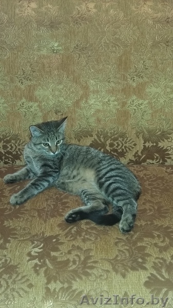 ВАСЕНЬКА КОТЕНОК крепенький и здоровенький в добрые руки!!! - Изображение #3, Объявление #1581062