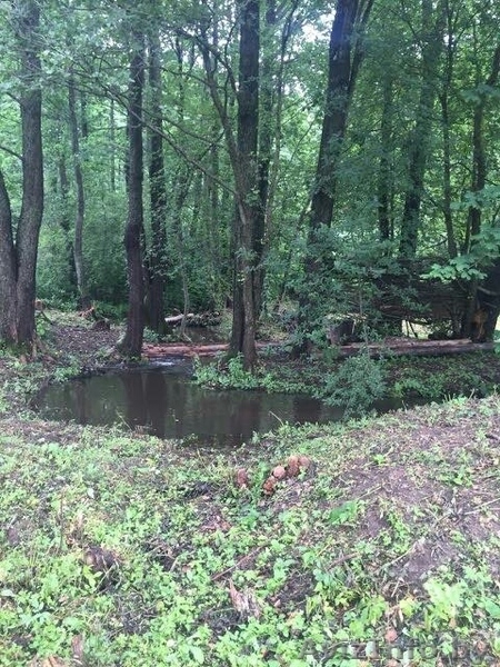 Участок в Молодечненском направлении недалеко от Минска, д. Дички - Изображение #8, Объявление #1581848