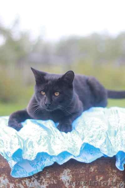 Отдам в очень хорошие руки - Изображение #1, Объявление #1583949