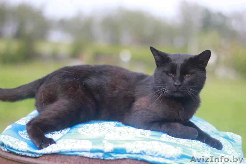 Отдам в очень хорошие руки - Изображение #2, Объявление #1583949