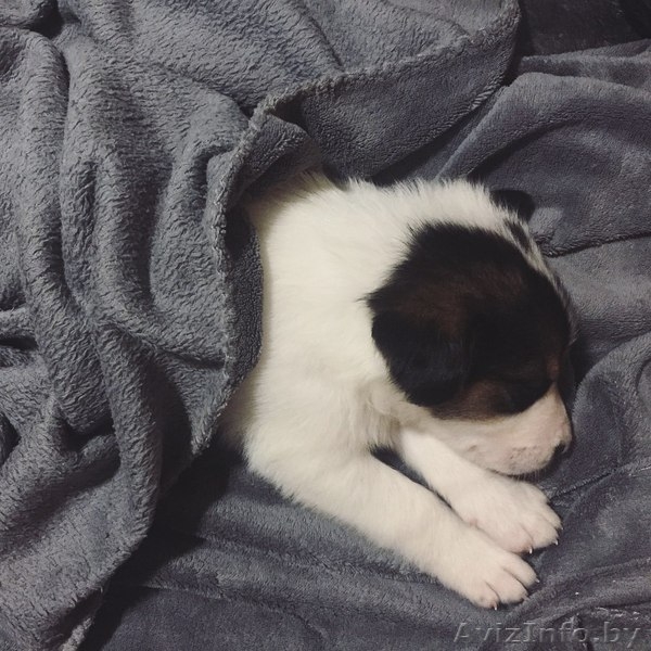 Щенки-метисы берн+овчарка В ДАР - Изображение #9, Объявление #1585439