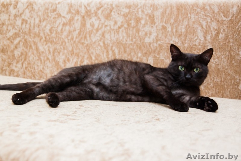 Шикарный черный с дымчатым котяра, бодр и здоров! - Изображение #3, Объявление #1581061