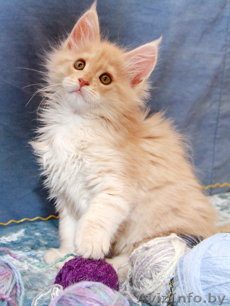 Очаровательные котята Мейн-кун - Изображение #3, Объявление #1589390