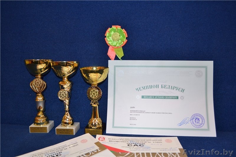 Щенки курцхаара (Дойч+Дафина) в Минске - Изображение #3, Объявление #1589317