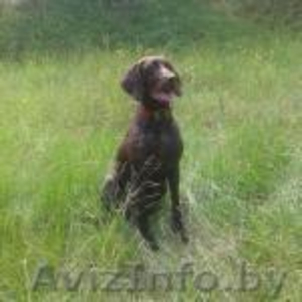 Щенки курцхаара (Дойч+Дафина) в Минске - Изображение #8, Объявление #1589317