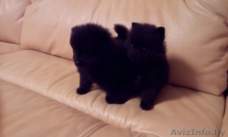 Щенки Померанского шпица мальчики  девочки. Окрас Крем и крем-соболь.  - Изображение #6, Объявление #1549792