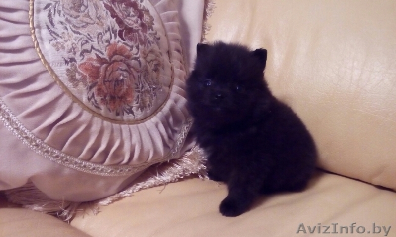 Щенки Померанского шпица мальчики  девочки. Окрас Крем и крем-соболь.  - Изображение #7, Объявление #1549792