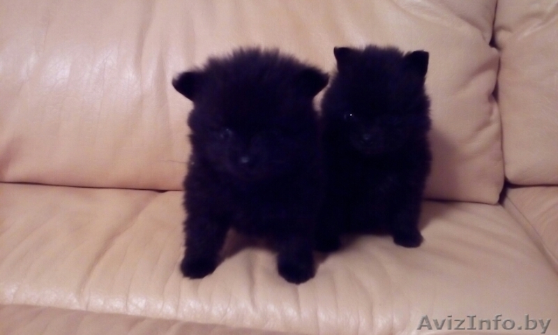 Щенки Померанского шпица мальчики  девочки. Окрас Крем и крем-соболь.  - Изображение #8, Объявление #1549792