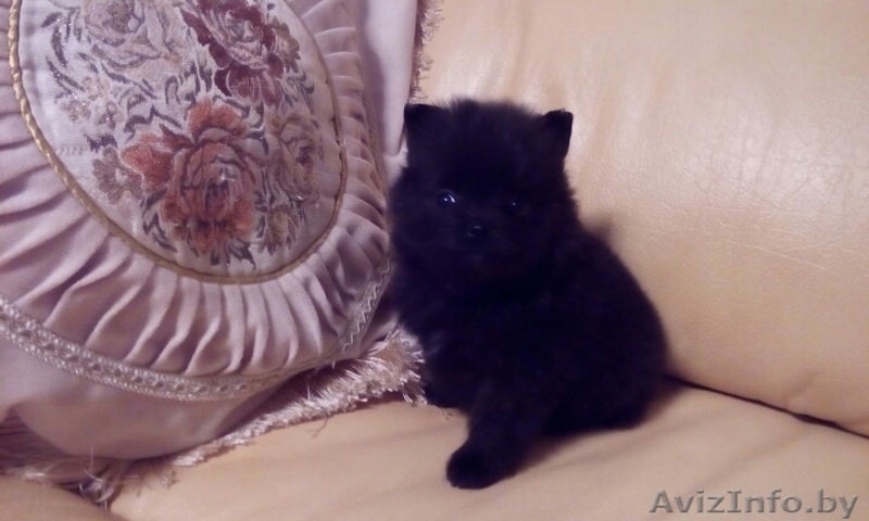 Щенки Померанского шпица мальчики  девочки. Окрас Крем и крем-соболь.  - Изображение #9, Объявление #1549792