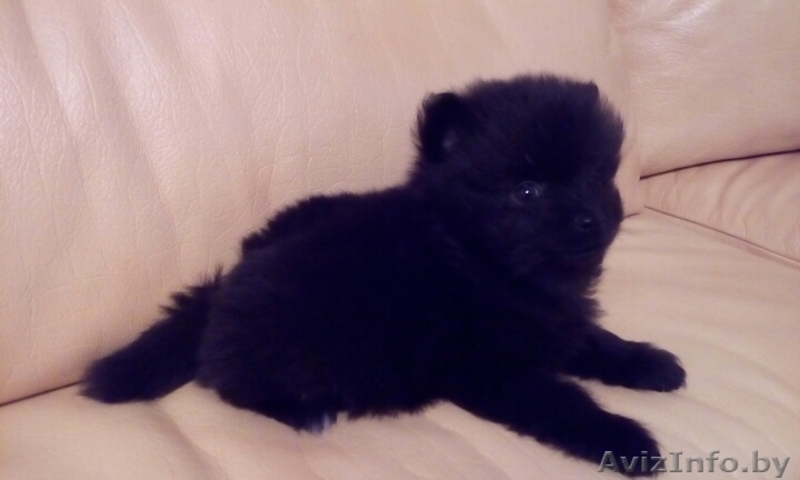 Щенки Померанского шпица мальчики  девочки. Окрас Крем и крем-соболь.  - Изображение #10, Объявление #1549792