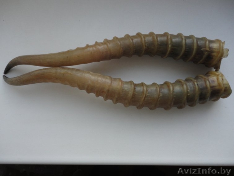 Куплю рога лося, оленя, сайгака в любом состоянии.Звоните - Изображение #3, Объявление #1592688