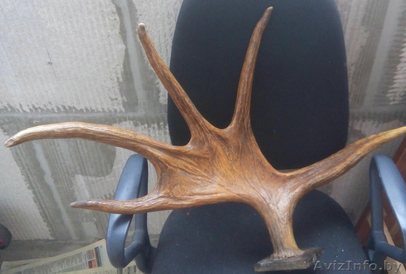 Лося оленя сайгака рога куплю в Минске сегодня дорого. Звоните - Изображение #1, Объявление #1595323