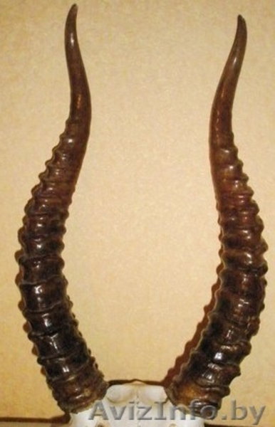 Лося оленя сайгака рога куплю в Минске сегодня дорого. Звоните - Изображение #2, Объявление #1595323