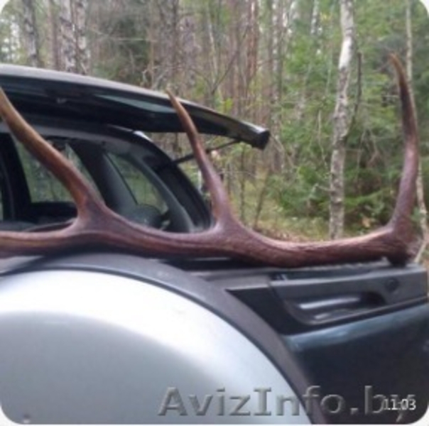 Лося оленя сайгака рога куплю в Минске сегодня дорого. Звоните - Изображение #3, Объявление #1595323