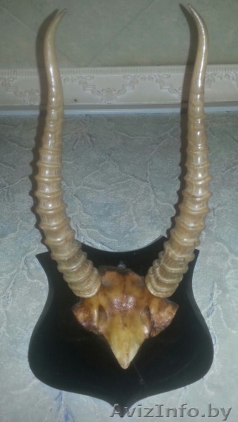 Лося оленя сайгака рога куплю в Минске сегодня дорого. Звоните - Изображение #4, Объявление #1595323