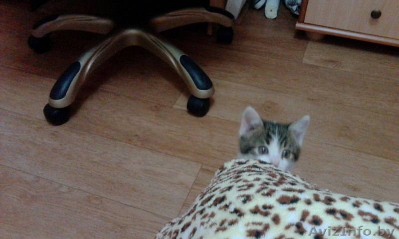 миленький котенок в дар - Изображение #5, Объявление #1592081