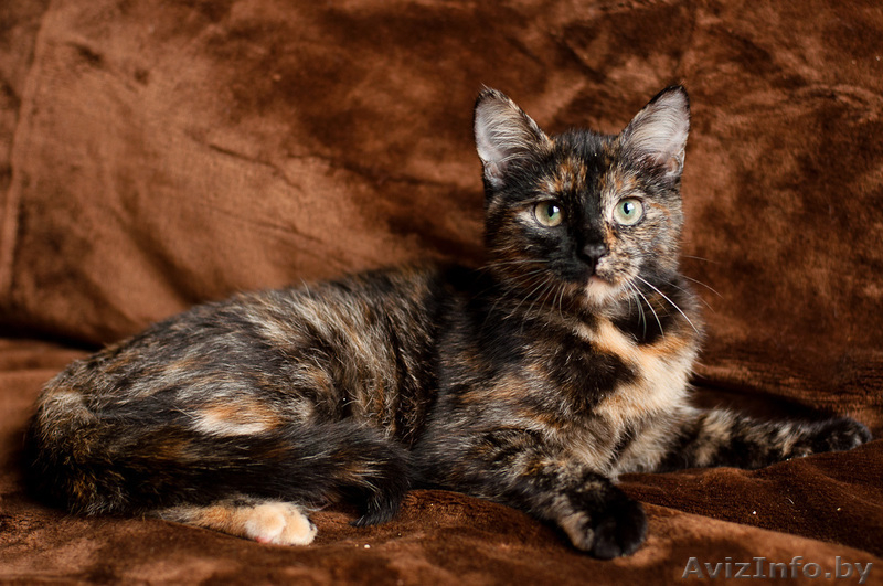 Шейди  кошечка 3 мес. ищет дом. - Изображение #3, Объявление #1593117