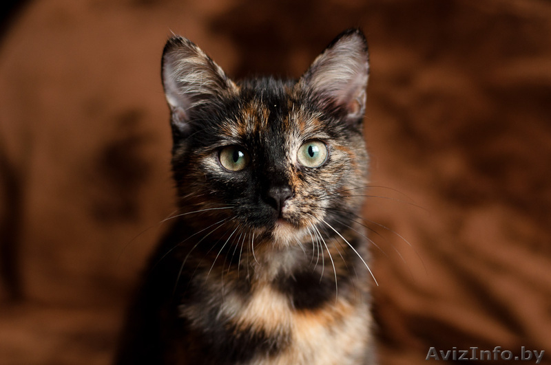 Шейди  кошечка 3 мес. ищет дом. - Изображение #2, Объявление #1593117