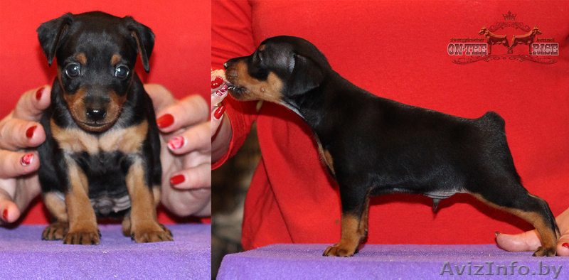 цвергпинчер - Изображение #4, Объявление #1591434