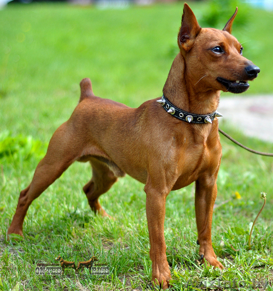 цвергпинчер - Изображение #2, Объявление #1591434