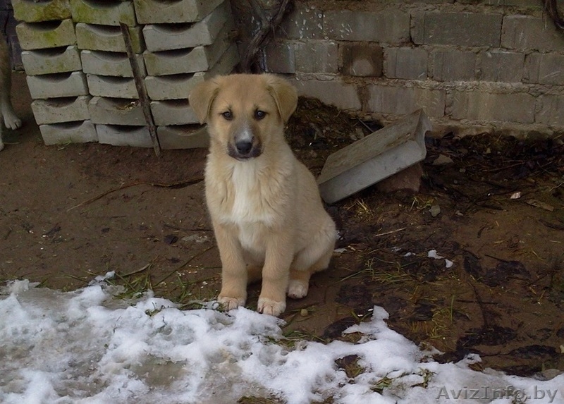 Отдадим в хорошие руки щенков - Изображение #4, Объявление #1596918