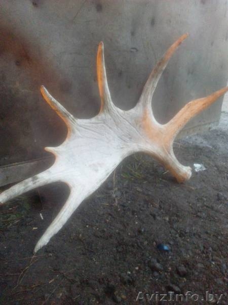Покупаю оленьи рога.Минск. Выгодная цена. Звоните сегодня - Изображение #4, Объявление #1596905
