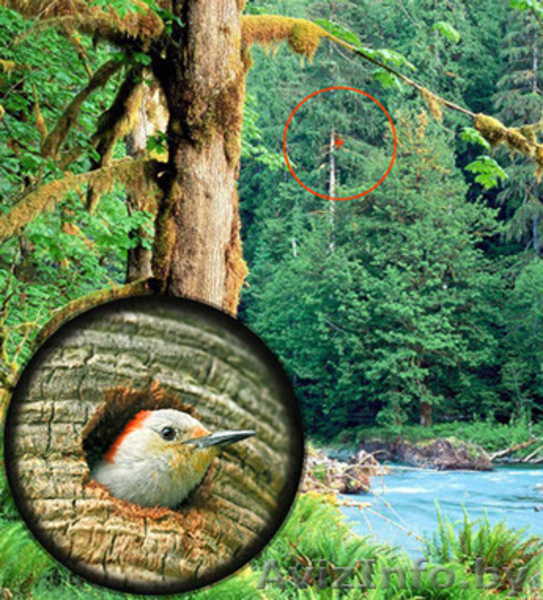 Бинокль Canon - Изображение #3, Объявление #1599659