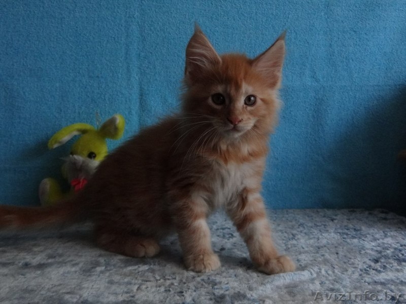 Породистые котята Мейн-кун, окрас красный мрамор на серебре. - Изображение #4, Объявление #1599730