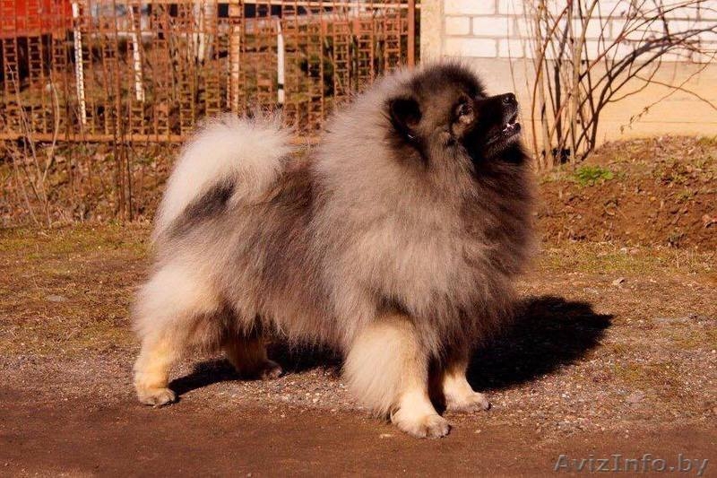 Вольфшпиц / кеесхонд щенки - Изображение #4, Объявление #1599381