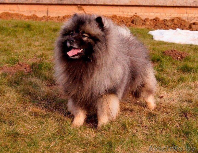 Вольфшпиц / кеесхонд щенки - Изображение #3, Объявление #1599381