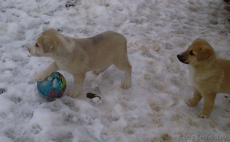 Отдадим в хорошие руки щенков - Изображение #3, Объявление #1596918