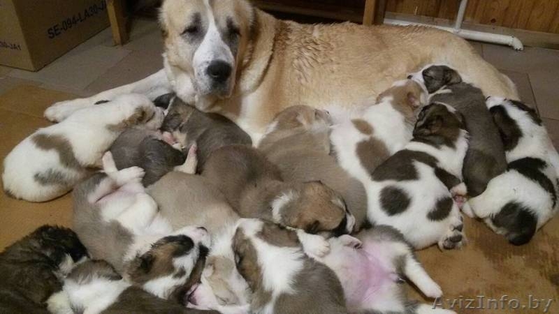 Продажа щенков среднеазиатской овчарки - Изображение #3, Объявление #1596953