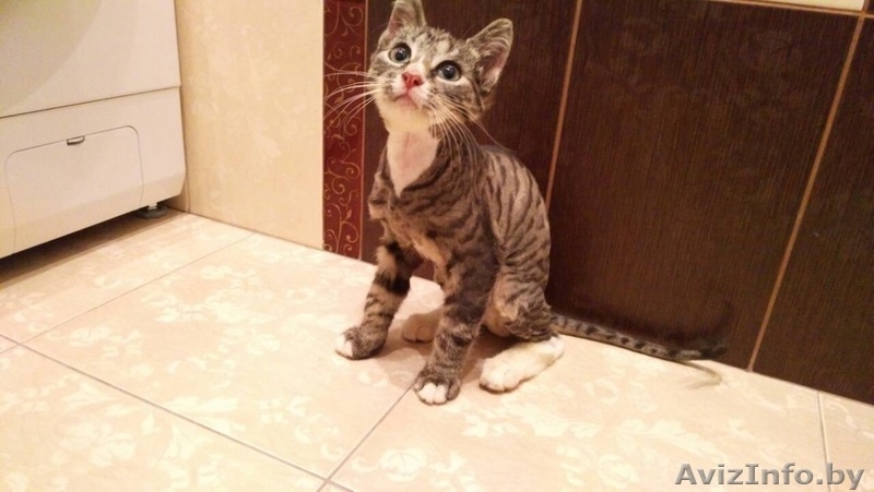 Кошечки в хорошие руки - Изображение #4, Объявление #1599421