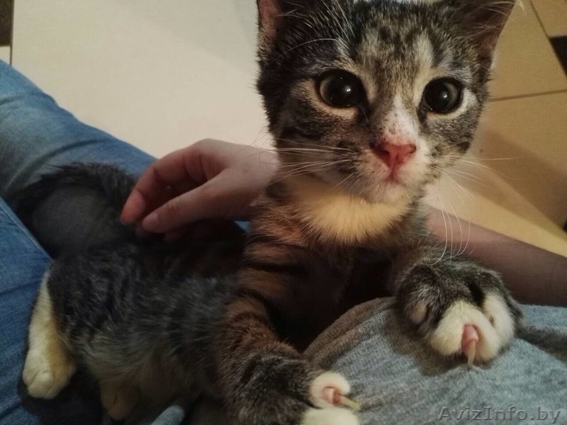 Кошечки в хорошие руки - Изображение #5, Объявление #1599421