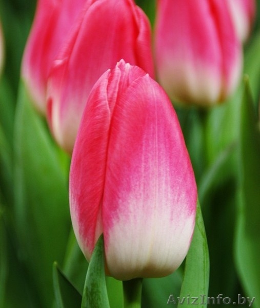 Принимаем предзаказы на опт тюльпанов к 8 Марта - Изображение #1, Объявление #1602786