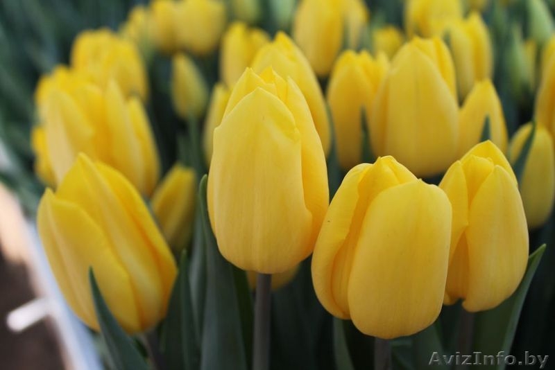 Принимаем предзаказы на опт тюльпанов к 8 Марта - Изображение #7, Объявление #1602786