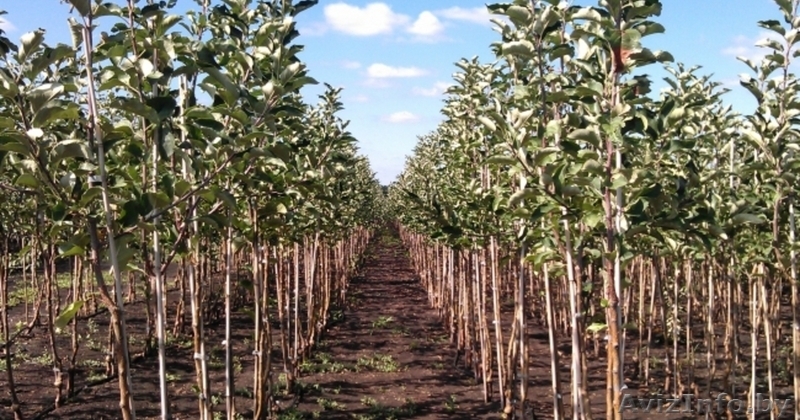 Черенки для Весенней прививки - Изображение #3, Объявление #1603451