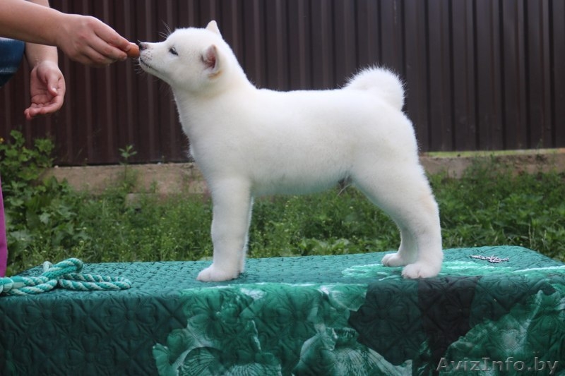 Щенки  акита-ину (Хатико) - Изображение #3, Объявление #1600967