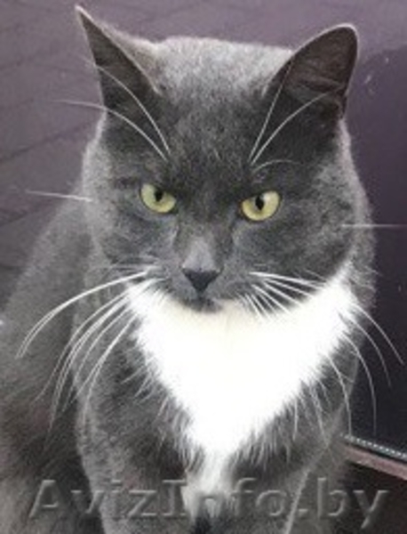 Шон - очень умный кот с чувством собственного кошачьего достоинства. - Изображение #5, Объявление #1600588