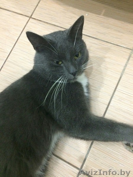 Шон - очень умный кот с чувством собственного кошачьего достоинства. - Изображение #3, Объявление #1600588