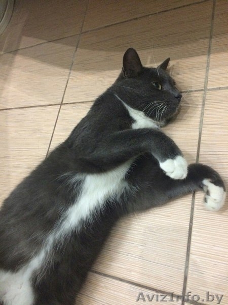 Шон - очень умный кот с чувством собственного кошачьего достоинства. - Изображение #4, Объявление #1600588