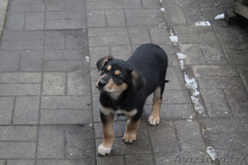 Кузенька в поиске дома - Изображение #5, Объявление #1605551